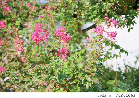 サルスベリの花 70361663