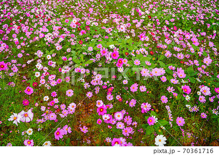 コスモス 韓国 京畿道 70361716