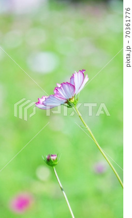 秋桜 秋の風景 秋桜 秋の風景 70361776