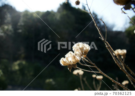 鳥取 四季の散歩 冬 出会いの森 鳥取 四季の散歩 冬 出会いの森 70362125