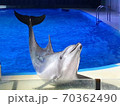 イルカ 70362490