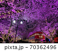 照明 夜景 桜 70362496