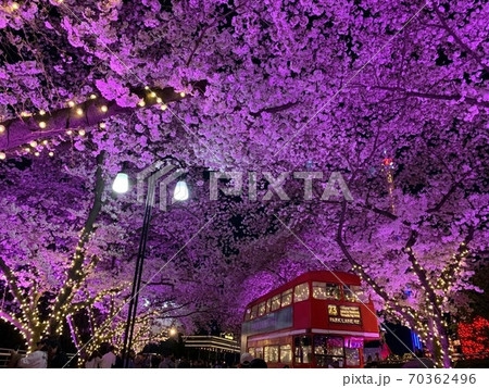 照明 夜景 桜 70362496