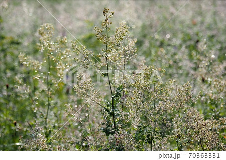 入笠山　入笠湿原 70363331