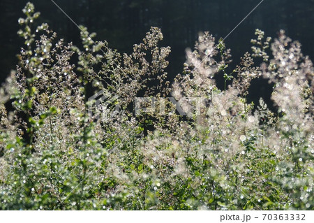 入笠山 入笠湿原 入笠山 入笠湿原 70363332