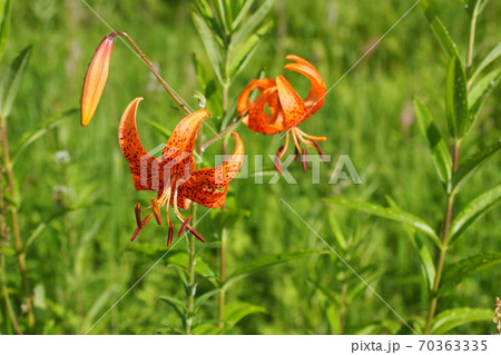 入笠山 入笠湿原 入笠山 入笠湿原 70363335