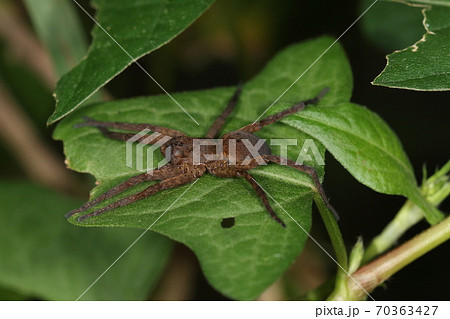 生き物　蜘蛛　エビチャコモリグモ、体長十五ミリほど。ベタなこげ茶色にわずかに黒い斑点が見える 70363427