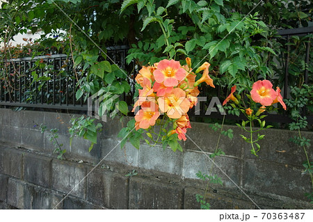 9月に咲いたノウゼンカズラの花 9月に咲いたノウゼンカズラの花 70363487