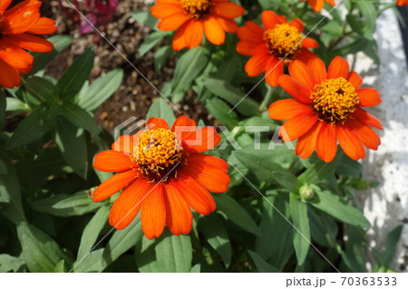 秋に咲いたオレンジのジニアの花の写真素材