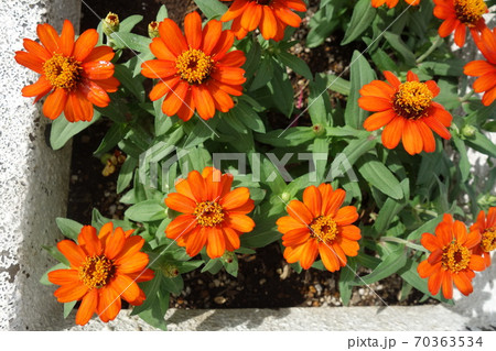 秋に咲いたオレンジのジニアの花 秋に咲いたオレンジのジニアの花 70363534