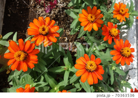 秋に咲いたオレンジのジニアの花 秋に咲いたオレンジのジニアの花 70363536