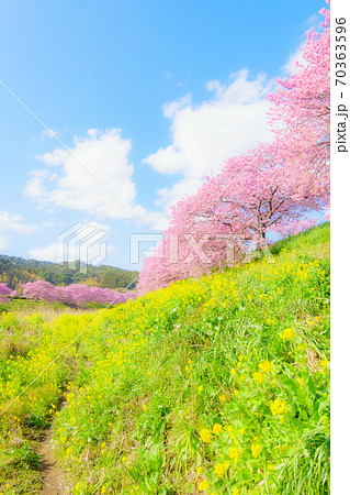 南伊豆町・下賀茂の河津桜 (ソフトフォーカス) 南伊豆町・下賀茂の河津桜 (ソフトフォーカス) 70363596