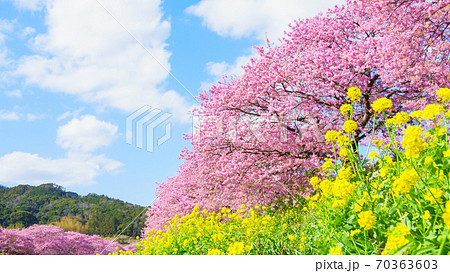 南伊豆町・下賀茂の河津桜 南伊豆町・下賀茂の河津桜 70363603