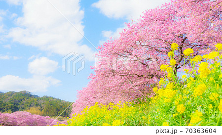 南伊豆町・下賀茂の河津桜 (ソフトフォーカス) 南伊豆町・下賀茂の河津桜 (ソフトフォーカス) 70363604