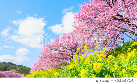 南伊豆町・下賀茂の河津桜 70363714
