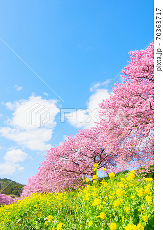 南伊豆町・下賀茂の河津桜 南伊豆町・下賀茂の河津桜 70363717
