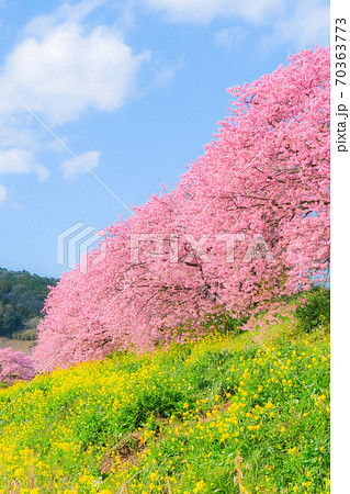 南伊豆町・下賀茂の河津桜 (ソフトフォーカス) 南伊豆町・下賀茂の河津桜 (ソフトフォーカス) 70363773