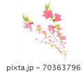 桃の花 70363796