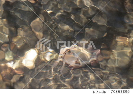 サワガニ 70363896