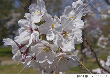 公園のソメイヨシノの桜の花が満開です。 公園のソメイヨシノの桜の花が満開です。 70363923