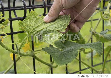 ウリノメイガ 70364028