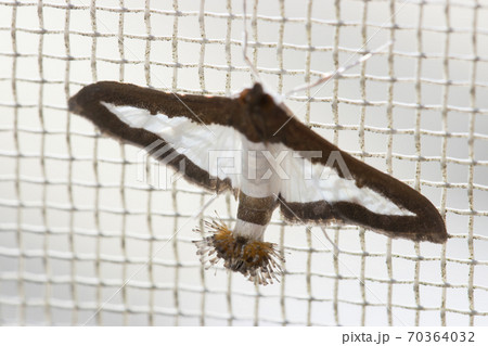 ウリノメイガ ウリノメイガ 70364032