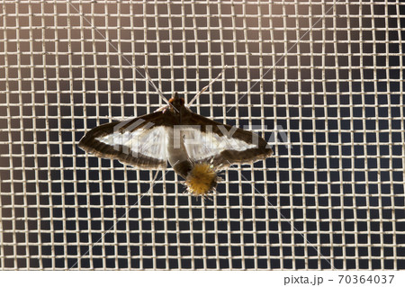 ウリノメイガ ウリノメイガ 70364037