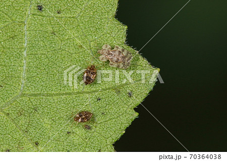 生き物 昆虫 アワダチソウグンバイ 黒っぽい楕円形の物体は幼虫 成虫とはかなり異なった姿ですの写真素材 70364038 Pixta