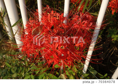 9月の晴れた日の赤い彼岸花 70364078