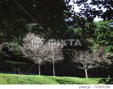 瀬板の森公園に咲いていた十月桜 70364190