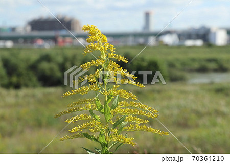 セイタカアワダチソウ 70364210