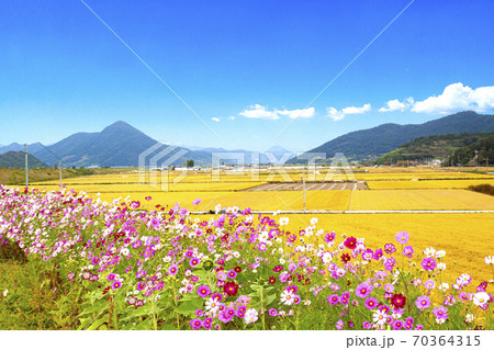 コスモス 花 風景 70364315