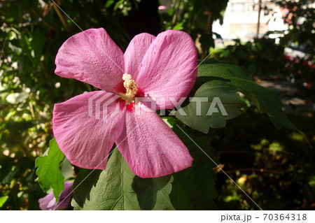 真夏に咲いたピンクの芙蓉の花の写真素材