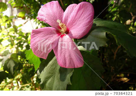 真夏に咲いたピンクの芙蓉の花 70364321