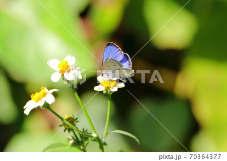 瑠璃色のシジミチョウ 瑠璃色のシジミチョウ 70364377