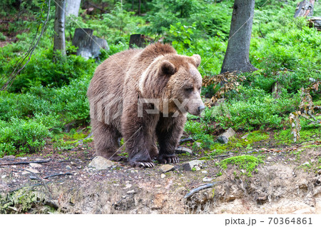 Brown bear (lat. ursus arctos) stainding in the forest 70364861