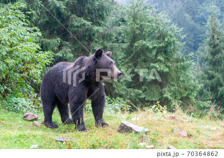 Brown bear (lat. ursus arctos) stainding in the forest Brown bear (lat. ursus arctos) stainding in the forest 70364862