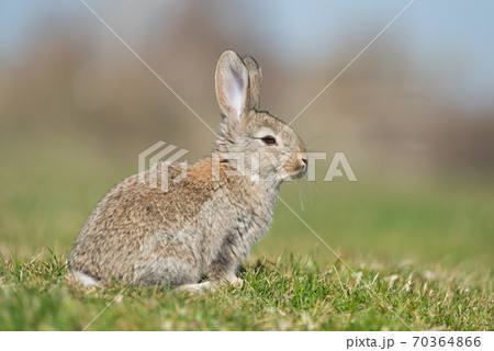 Rabbit hare while looking at you on grass Rabbit hare while looking at you on grass 70364866