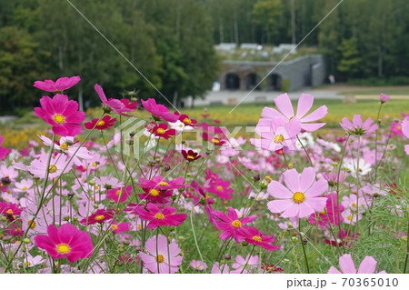 滝野すずらん丘陵公園のコスモス 70365010