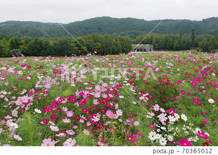 滝野すずらん丘陵公園のコスモス 70365012