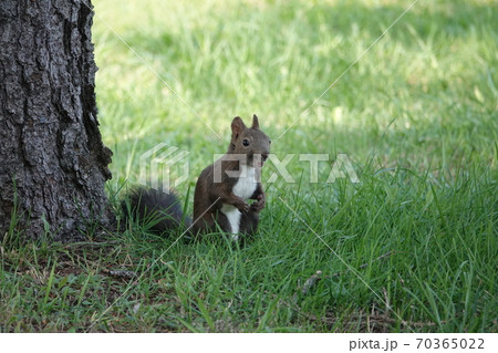 里塚のエゾリス 70365022