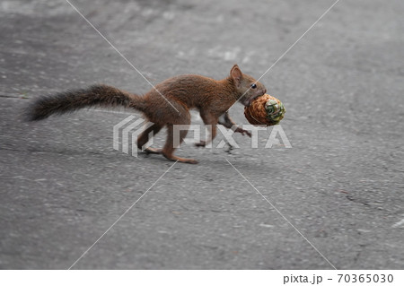 里塚のエゾリス 70365030