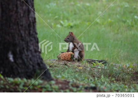 里塚のエゾリス 70365031