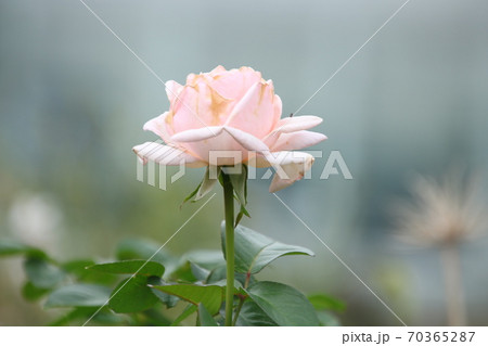 薄いピンク色のバラ　品種：ロイヤルハイネス 70365287