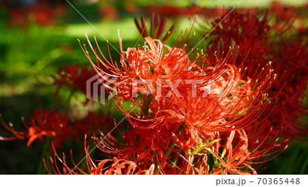彼岸花(ヒガンバナ) 彼岸花(ヒガンバナ) 70365448