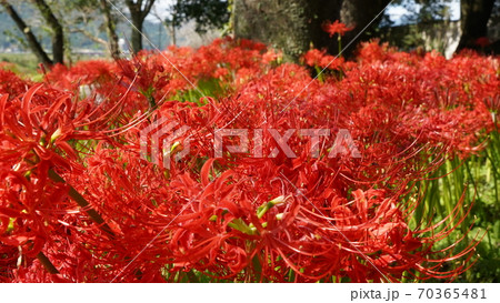 彼岸花(ヒガンバナ) 70365481