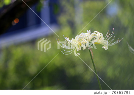 白い彼岸花の写真素材