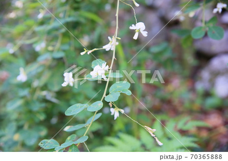 白萩の花 70365888