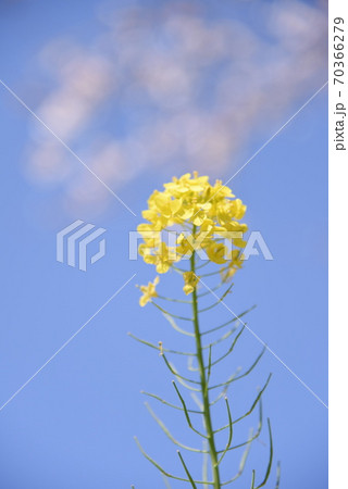 菜の花 なのはな 自然 春 青空 菜の花 なのはな 自然 春 青空 70366279