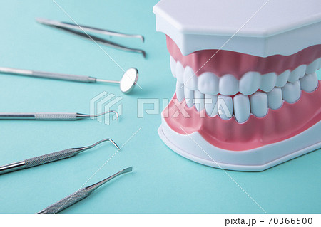 緑色の背景の上の歯科治療用器具と口腔内模型の写真素材 [70366500